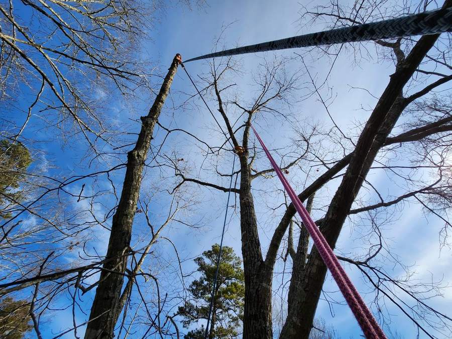 A climbing line rigged high into a bare winter canopy