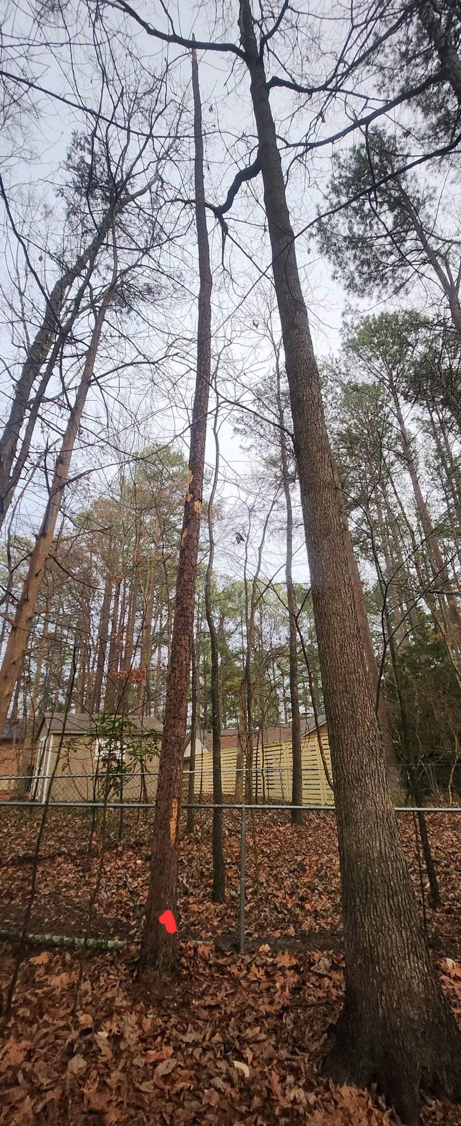 Tall pines and hardwoods on a wooded lot