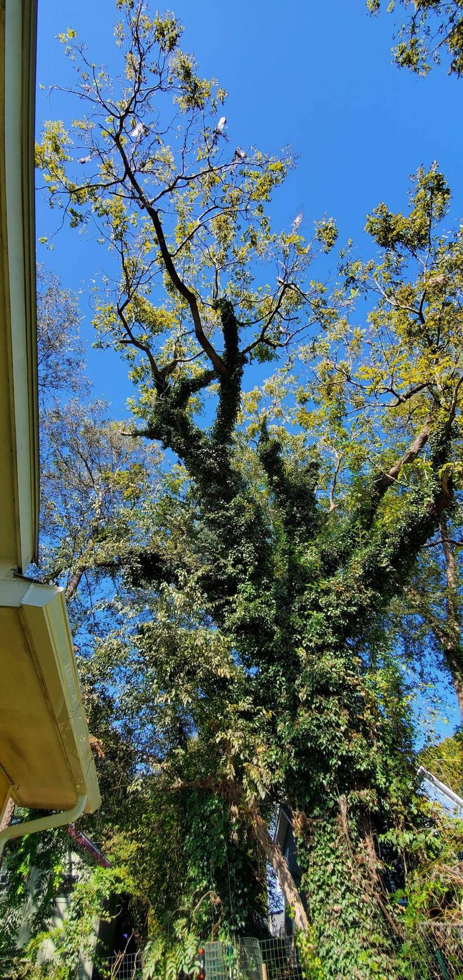 Looking up into a tree covered in English ivy