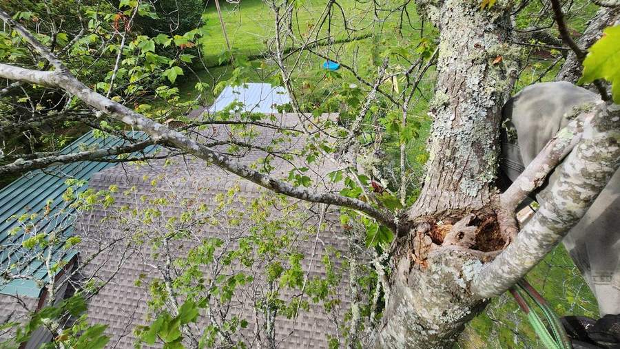 The view from inside a tree canopy down onto a roof
