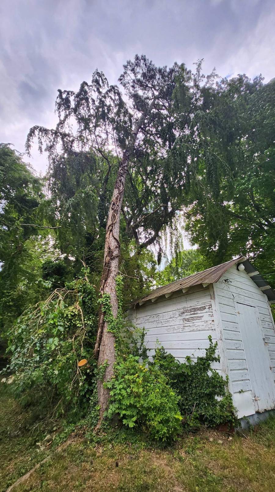 A tall tree leaning near a small white shed