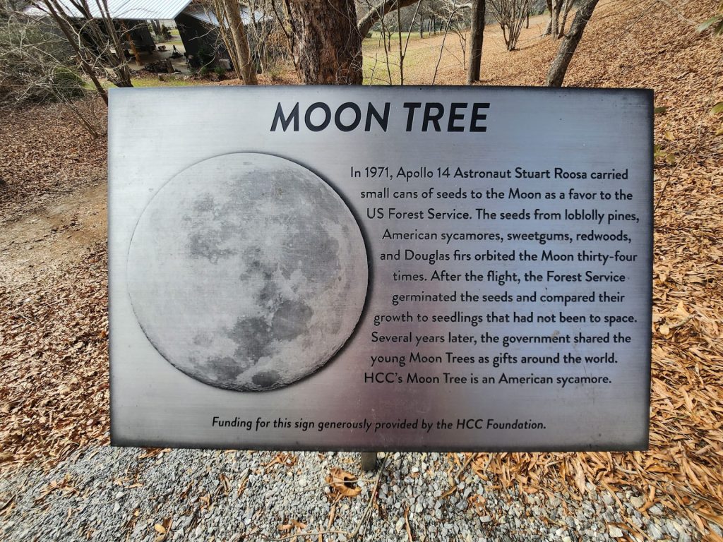 haywood moon tree