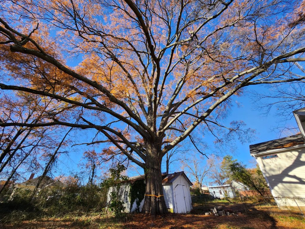 Large Willow Oak in Durham