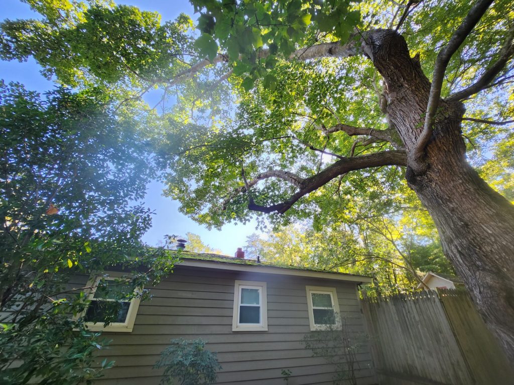 Fallen tree branch with clean break showing sudden limb drop