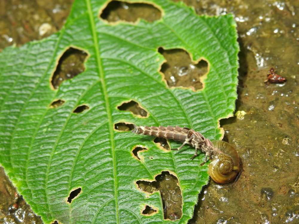 Firefly larva feeding on a snail