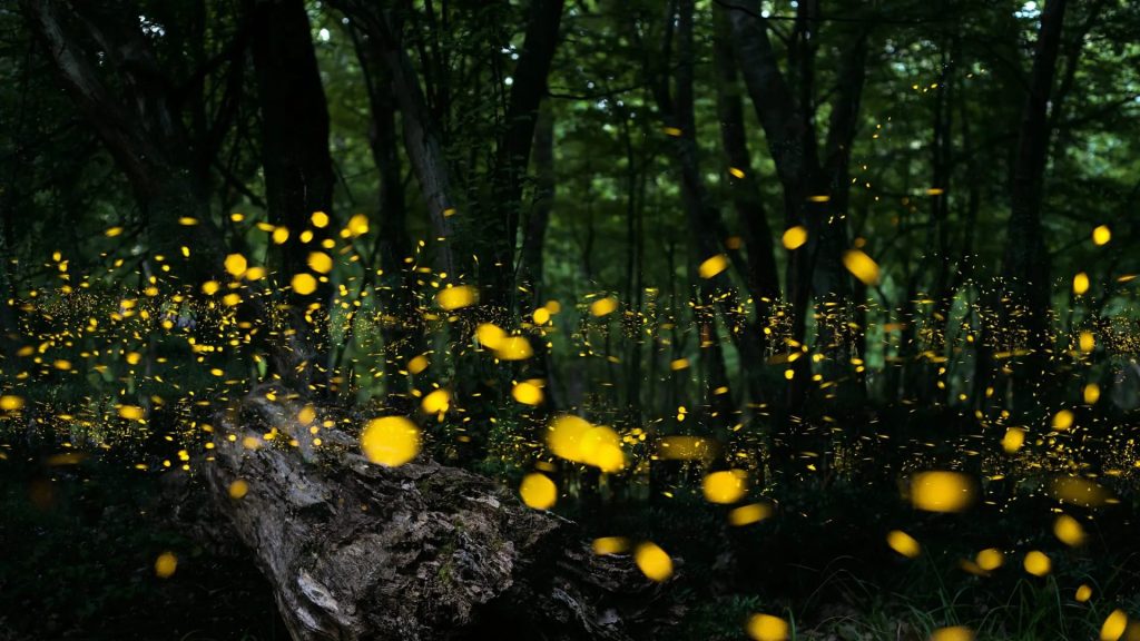 Fireflies in the Great Smoky Mountains