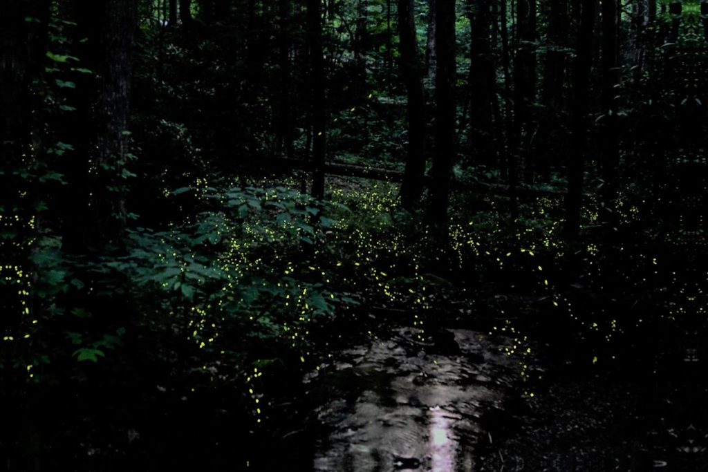 Synchronous Fireflies in the Smoky Mountains