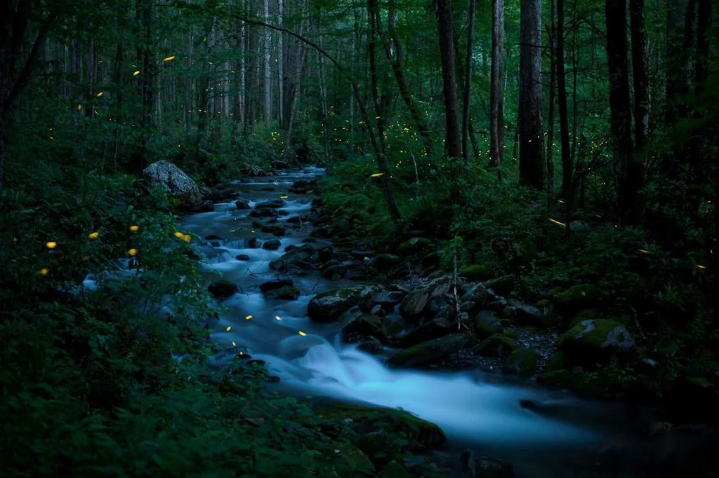 Fireflies Along a Mountain Stream