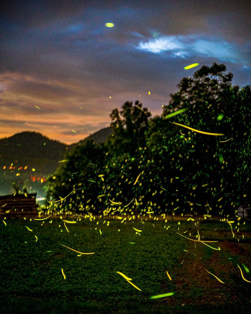 A Cloud of Fireflies