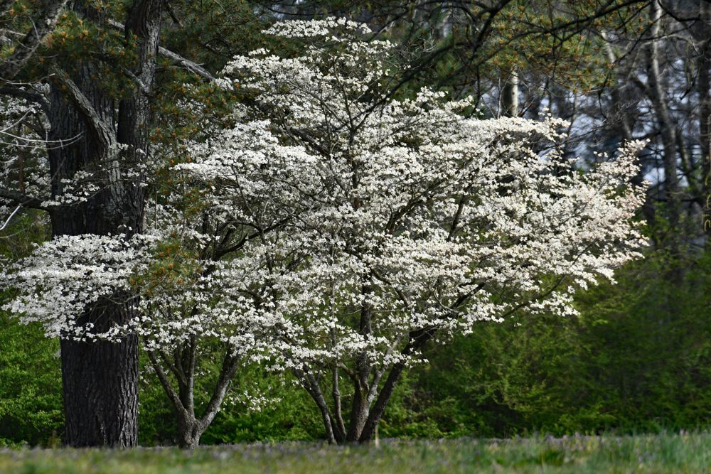 lowering Dogwood (Cornus florida)