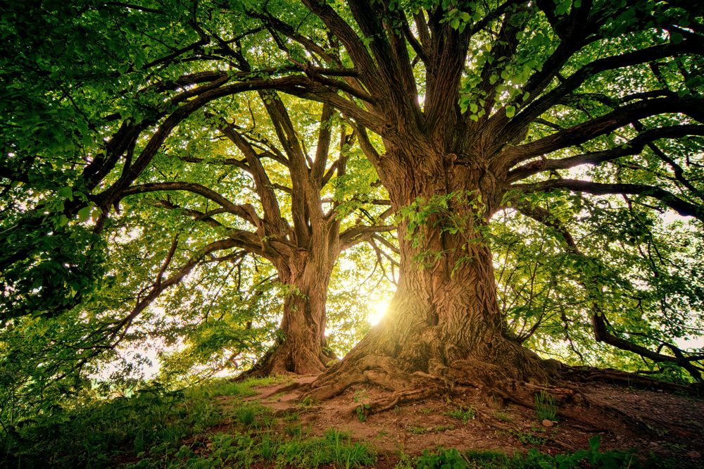 Mature Oak Trees