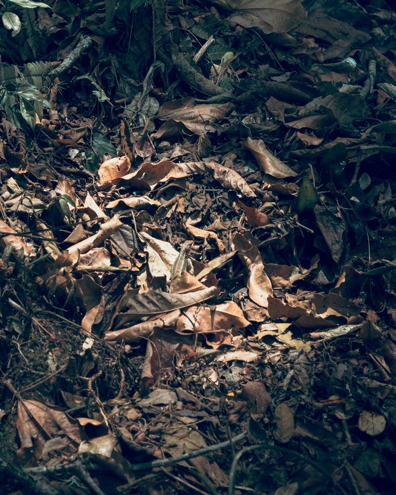 Leaf-littered forest floor