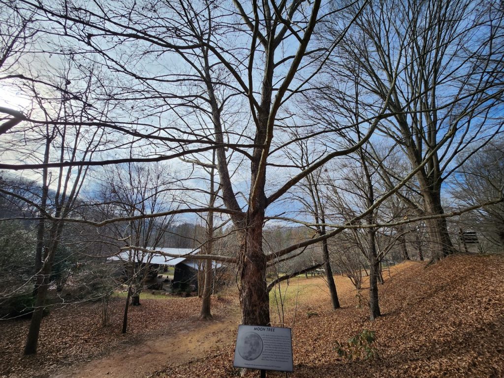 moon tree