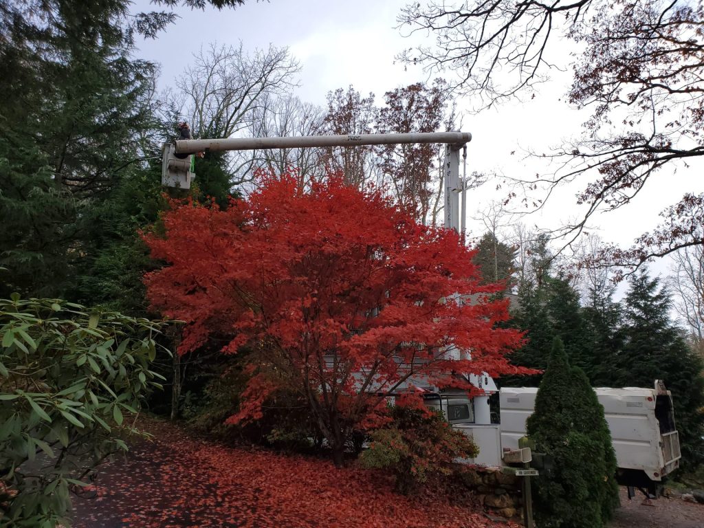 Storm proofing a Japanese Maple